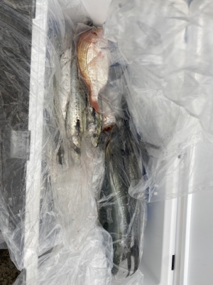 シーモンキー 釣果