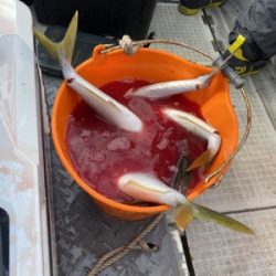 シーモンキー 釣果