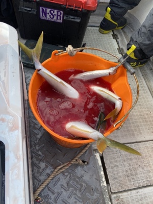 シーモンキー 釣果