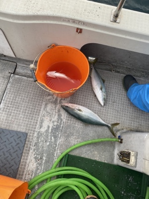 シーモンキー 釣果