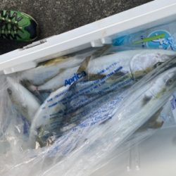 シーモンキー 釣果