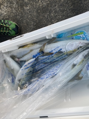 シーモンキー 釣果