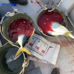 シーモンキー 釣果