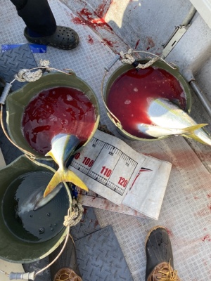 シーモンキー 釣果