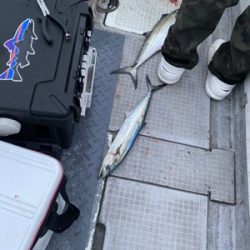 シーモンキー 釣果