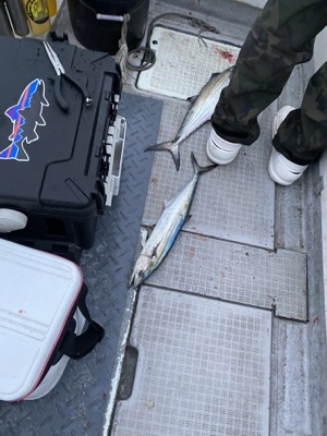 シーモンキー 釣果