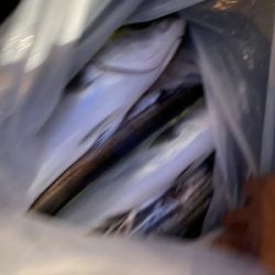 シーモンキー 釣果