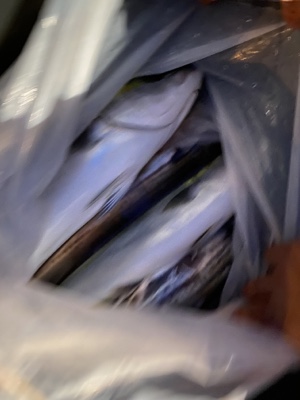 シーモンキー 釣果