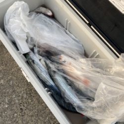 シーモンキー 釣果