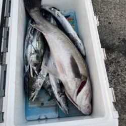 シーモンキー 釣果