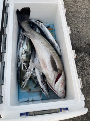 シーモンキー 釣果