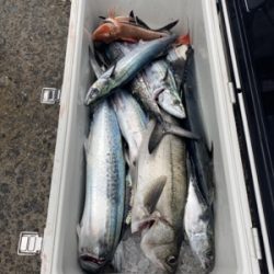 シーモンキー 釣果