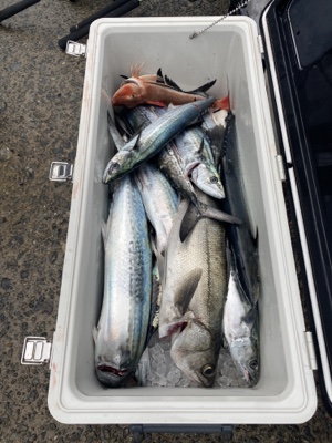 シーモンキー 釣果