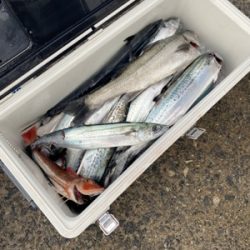 シーモンキー 釣果