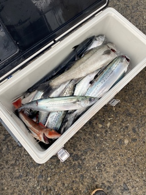 シーモンキー 釣果