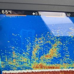 シーモンキー 釣果