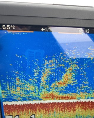 シーモンキー 釣果