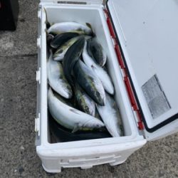 シーモンキー 釣果