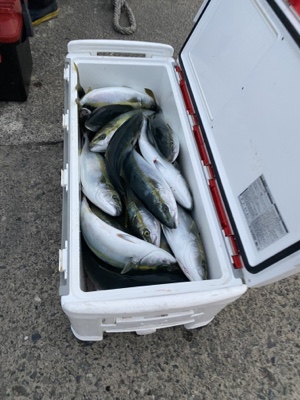 シーモンキー 釣果