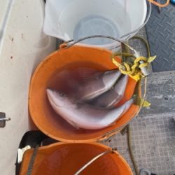 シーモンキー 釣果