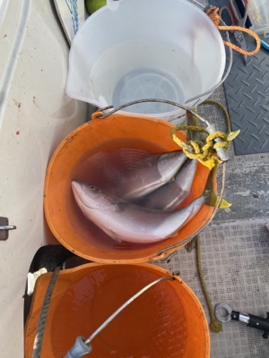 シーモンキー 釣果