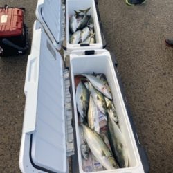 シーモンキー 釣果