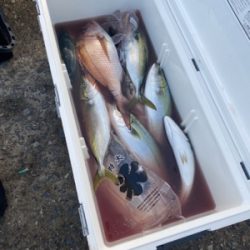 シーモンキー 釣果