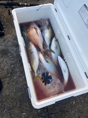 シーモンキー 釣果