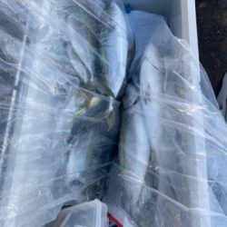 シーモンキー 釣果