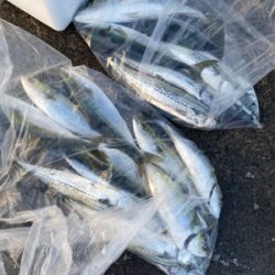 シーモンキー 釣果