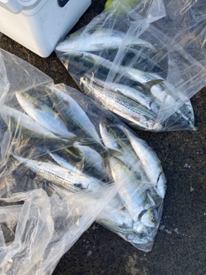 シーモンキー 釣果