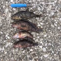 好天のんびり五目釣り【がまかつちょい投げ　インプレッション】