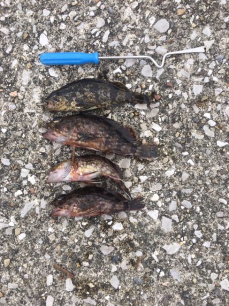 好天のんびり五目釣り【がまかつちょい投げ　インプレッション】