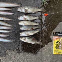 堤防・砂浜からのお手軽ちょい投げレポート【がまかつちょい投げ　インプレッション】