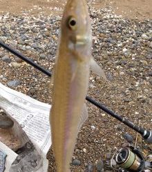 中紀サーフレポート【がまかつちょい投げ　インプレッション】