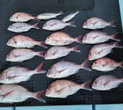 東京湾探釣隊ぼっち 釣果