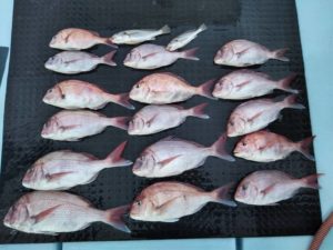 東京湾探釣隊ぼっち 釣果