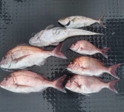 東京湾探釣隊ぼっち 釣果