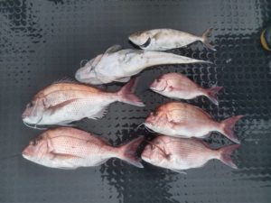 東京湾探釣隊ぼっち 釣果