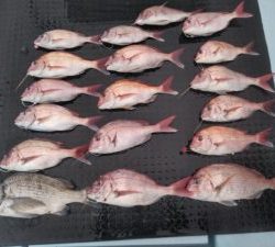 東京湾探釣隊ぼっち 釣果