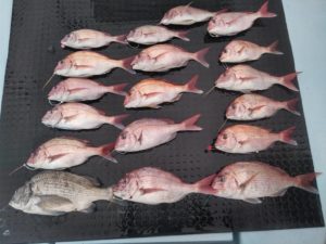 東京湾探釣隊ぼっち 釣果