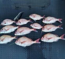 東京湾探釣隊ぼっち 釣果