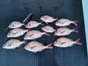 東京湾探釣隊ぼっち 釣果