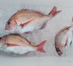 東京湾探釣隊ぼっち 釣果