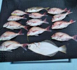 東京湾探釣隊ぼっち 釣果