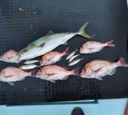 東京湾探釣隊ぼっち 釣果