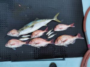 東京湾探釣隊ぼっち 釣果