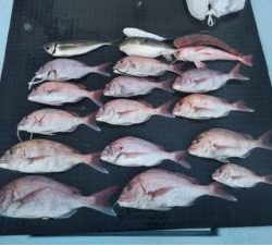 東京湾探釣隊ぼっち 釣果