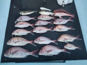 東京湾探釣隊ぼっち 釣果