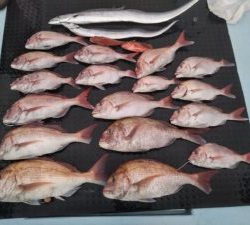 東京湾探釣隊ぼっち 釣果